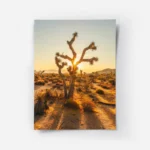 poster arbre joshua au coucher de soleil.webp