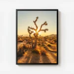 poster arbre joshua au coucher de soleil avec cadre.webp