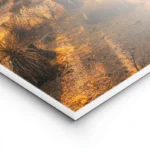 poster arbre joshua au coucher de soleil lightpanel.webp