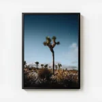 poster cactus dans le desert avec cadre.webp