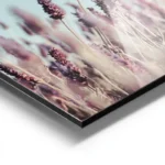 poster champ de lavande violet aluminium.webp