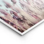 poster champ de lavande violet lightpanel.webp