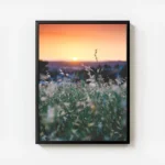 poster champs de fleurs blanches avec cadre.webp