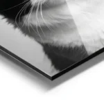 poster chat avec chapeau en papier aluminium.webp