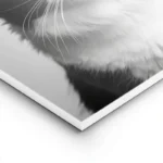 poster chat avec chapeau en papier lightpanel.webp
