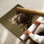 poster chat sphynx enroule.webp