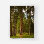 poster chemin de foret.webp