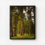poster chemin de foret avec cadre.webp