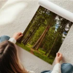 poster chemin de foret en rouleau.webp