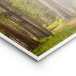 poster chemin de foret lightpanel.webp