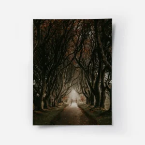 poster chemin foret.webp