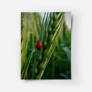 poster coccinelle rouge.webp