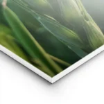 poster coccinelle rouge lightpanel.webp