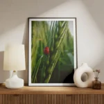poster coccinelle rouge meuble.webp