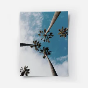 poster cocotier en contreplongee.webp