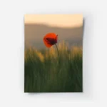 poster coquelicot rouge.webp