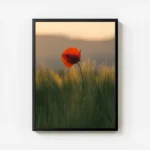 poster coquelicot rouge avec cadre.webp