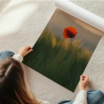 poster coquelicot rouge en rouleau.webp