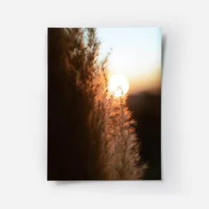 poster coucher de soleil sur herbe haute.webp