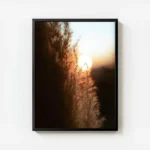 poster coucher de soleil sur herbe haute avec cadre.webp