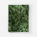 poster feuillage vert texture.webp