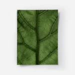 poster feuille verte.webp