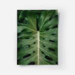 poster feuille verte avec gouttes d eau.webp