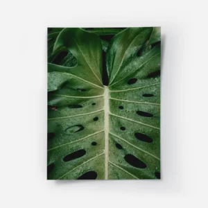 poster feuille verte avec gouttes d eau.webp