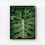 poster feuille verte avec gouttes d eau avec cadre.webp
