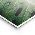 poster feuille verte avec gouttes d eau lightpanel.webp