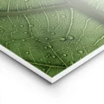 poster feuille verte lightpanel.webp