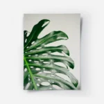 poster feuille verte monstera.webp