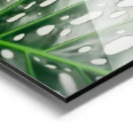 poster feuille verte monstera aluminium.webp