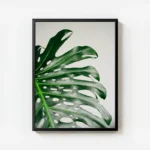 poster feuille verte monstera avec cadre.webp