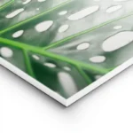 poster feuille verte monstera lightpanel.webp