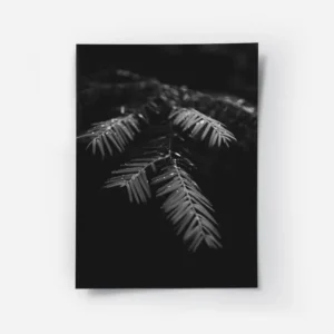 poster feuilles avec gouttes d eau.webp