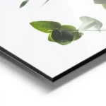 poster feuilles d eucalyptus vert aluminium.webp