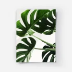 poster feuilles de monstera.webp