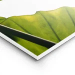 poster feuilles vertes lumineuses lightpanel.webp