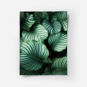 poster feuilles vertes rayees.webp