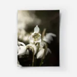 poster fleur blanche delicate.webp