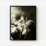 poster fleur blanche delicate avec cadre.webp