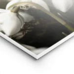 poster fleur blanche delicate lightpanel.webp