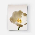 poster fleur blanche et jaune.webp