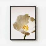 poster fleur blanche et jaune avec cadre.webp