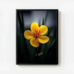 poster fleur jaune avec gouttes d eau avec cadre.webp