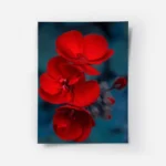 poster fleur rouge.webp