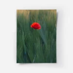 poster fleur rouge isolee.webp