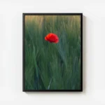 poster fleur rouge isolee avec cadre.webp