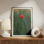 poster fleur rouge isolee meuble.webp
